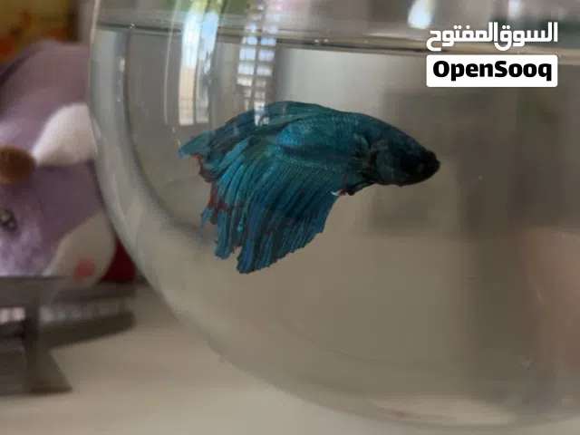 سمكه وسلحفاه للبيع