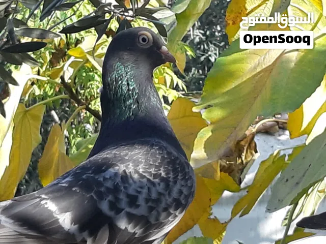 حمام للبيع جواز