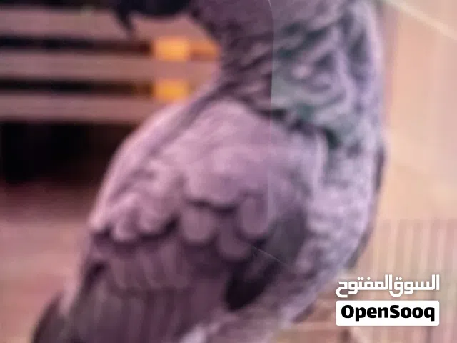 مطلوب كاسيكو