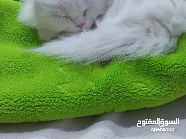 قط شيرازي معقم لون ابيض اليف للتبني اخد مطاعيم كامله