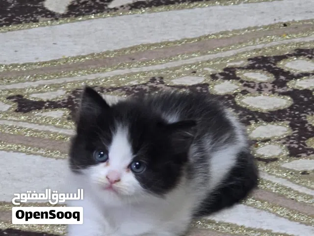 قطة انثى شيرازي