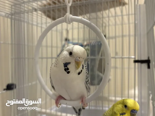 طيور الحب البادجي