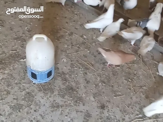 جبنالكو حمام فرنسي بيور كلو شغال سعر جوز 10د منتج مشاء الله كفالة انتاج اربد لواء الطيبه