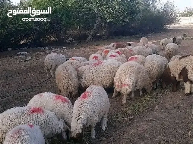 بمناسبه التحرير والنصر #اسعار جمله وعنا مابناخد أجرة دبح