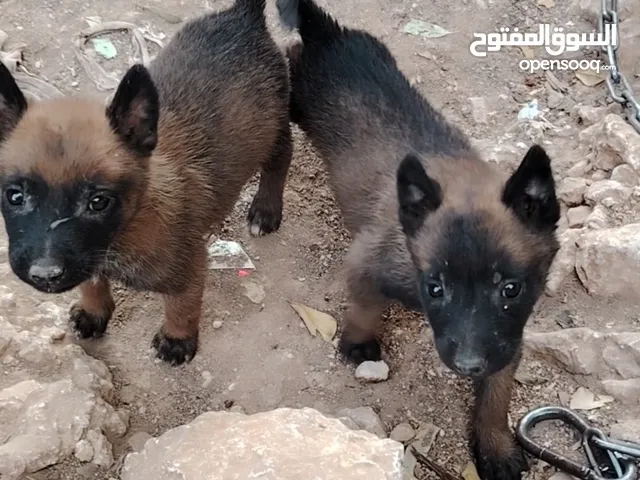 كلاب للبيع