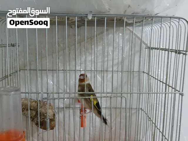 فحلين حسون ترابي