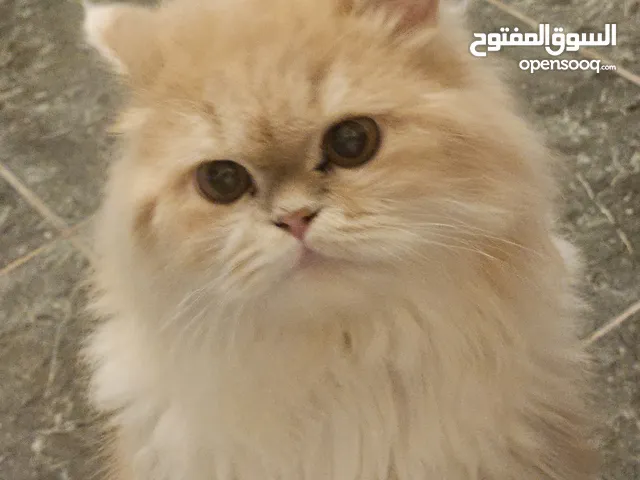 قطط إناث شيرازي Cats for free Adoption