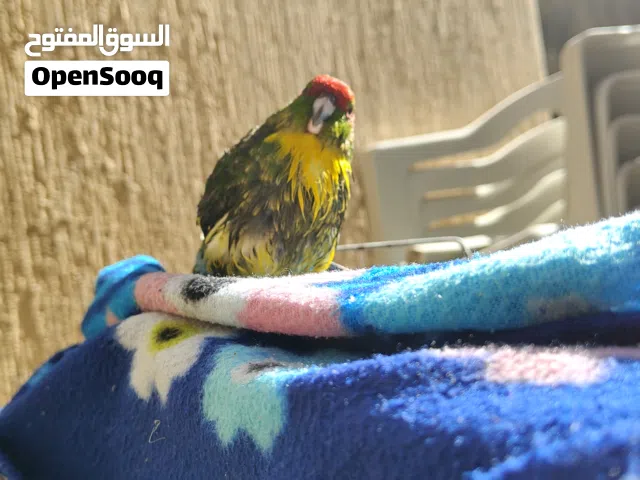 ببغاء الكاكاريكي