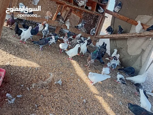 all for sell 120 pics