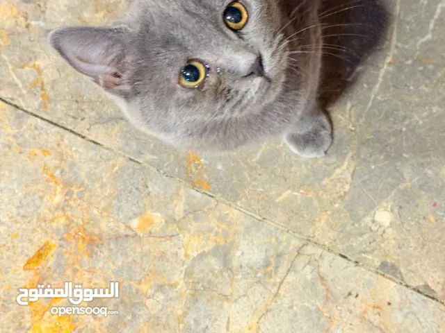 قط بريطاني للبيع انثى قابله للتفاوض