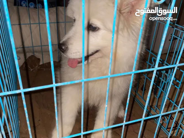 كلب سامويد انثى (شهرين ونص)