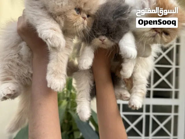 قطط صغيرة بيرشن بيكي فيس بيور