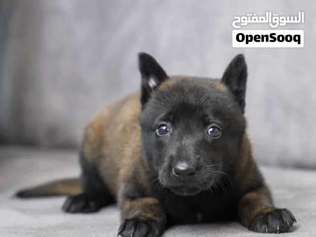 بلجم .......