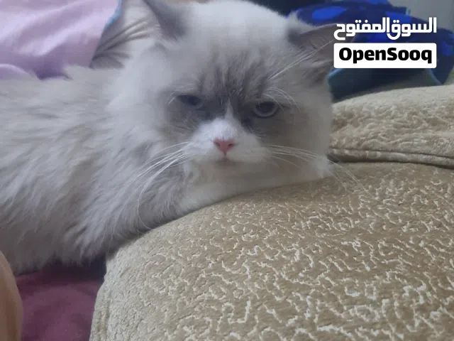 قط ذكر boy cat