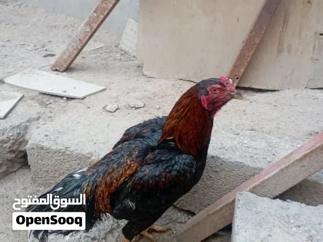 فحل اقجم البيع او مراوس الديج بي بسمار الحم سعره 40 وبي مجال