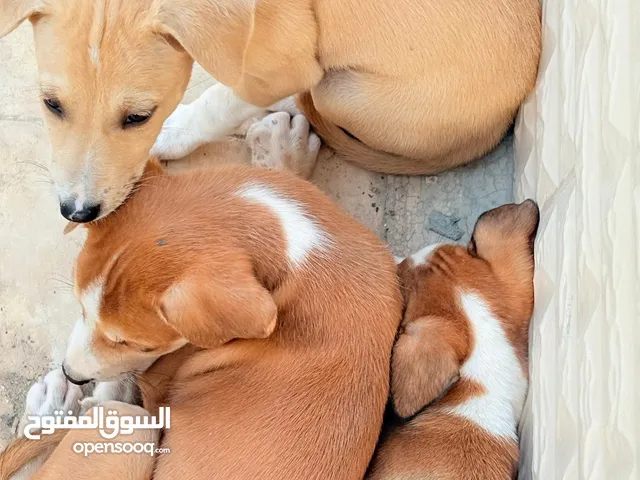 جراوي مهجنه للبيع ذكور وإناث