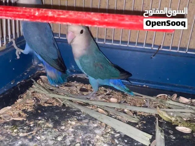 كوبيه بركديلو روز بلقيس