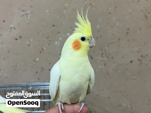 جوز كوكتيل لاتينو عين حمرا اليفات