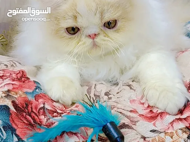 ذكر بيرشين كريم وايت اربع شهور ونص