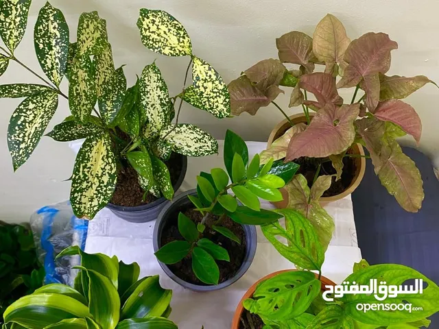 ابحث عن وظيفه نقدم رعايه كامله للحدائق والمزارع والاستراحات