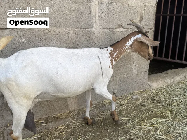 اغنام  ما شاء الله ما في إلا العافية