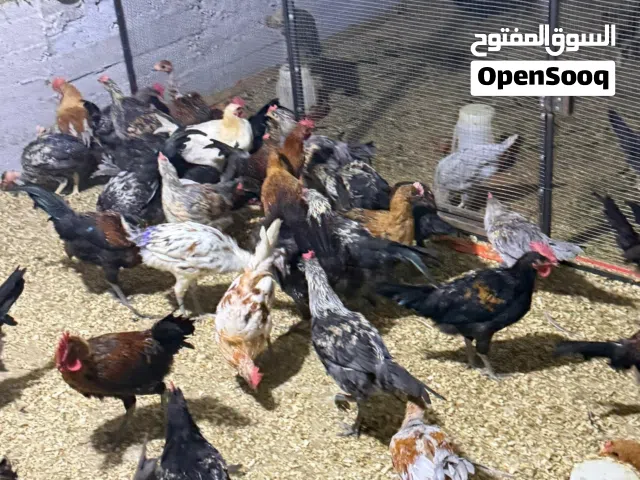 ديوك بلدي اصلي صحة نظافة
