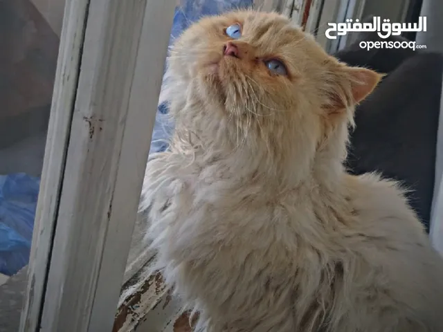 قط ذكر هملايا أورنج للبيع