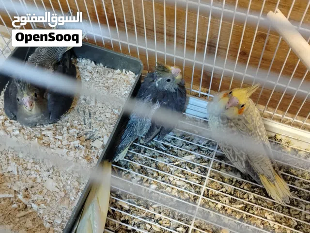 افراخ كوكتيل