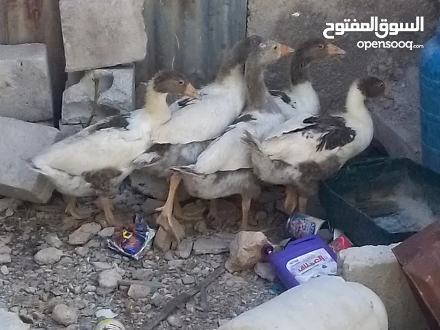 فراخ وز للبيع