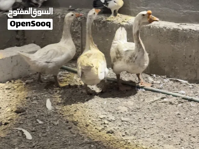 بطوط عدد 5 و2ديوجه كلهن بياضات وصحتهن جيده