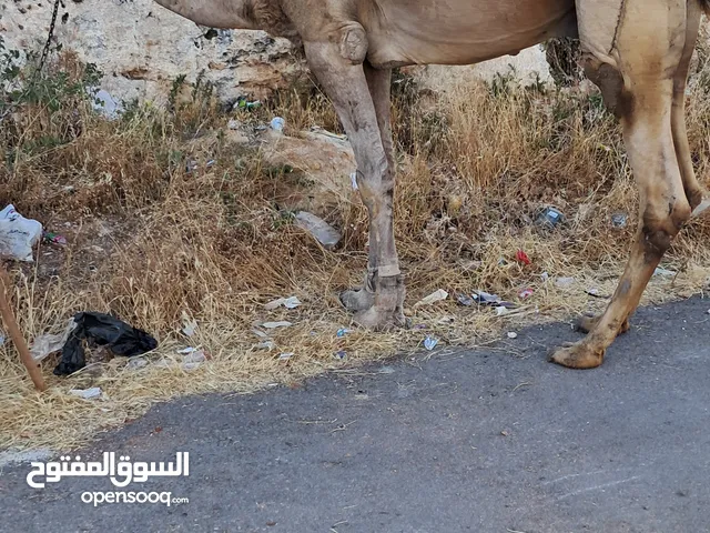 جمل ضحيه بصلاه عالنبي