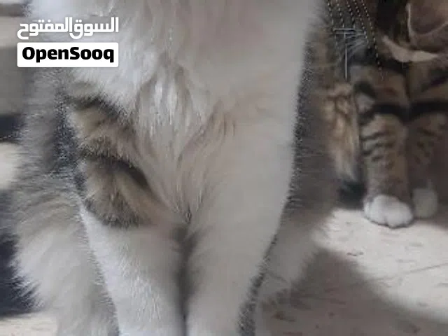 قطط بيتيه لتبني