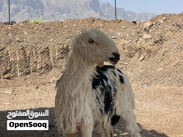 كبش نجدي عمر سنة