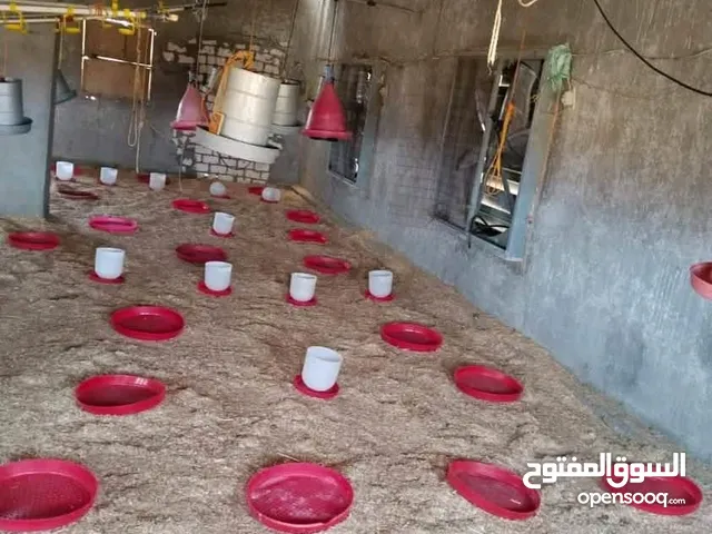 مزرعه دواجن