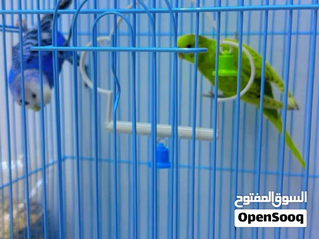 طيور بادجي +روز للبيع للجادين فقط