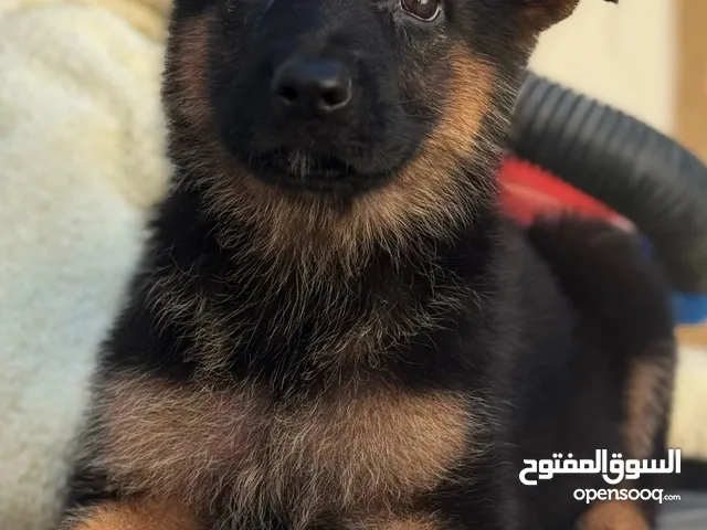 Last male and female German shepherd puppies آخر نثيه و ذكر يراوه جيرمن شيبرد