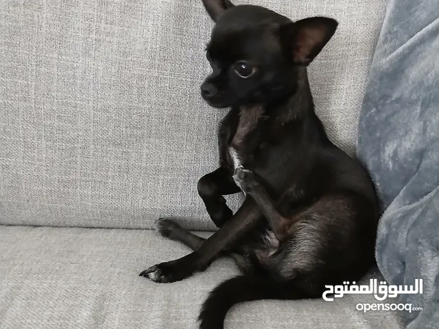 Teacup chihuahua girl