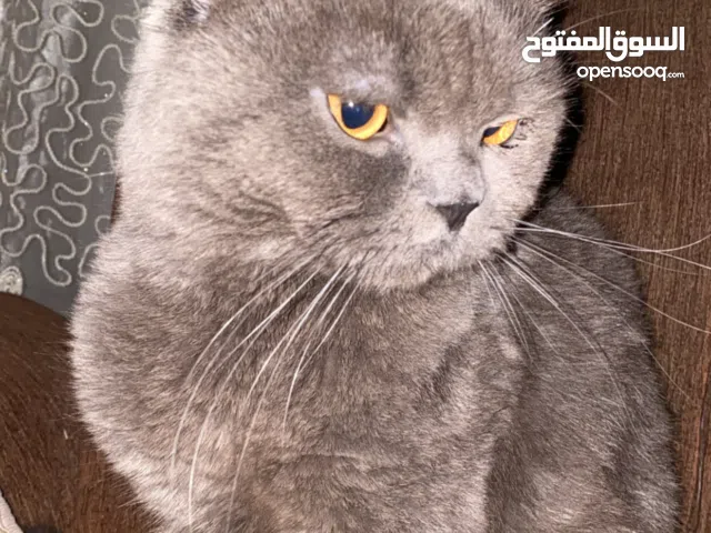 قط شيرازي اسود عمره سنة ملقح بالكامل