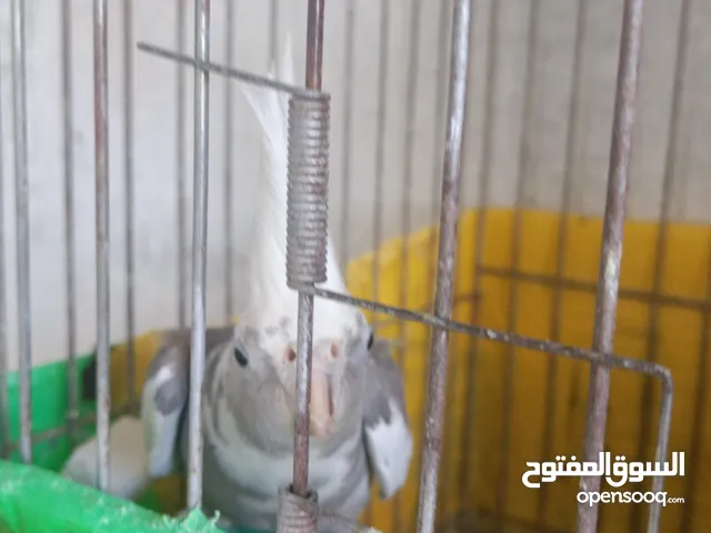 كوكتيل كروان