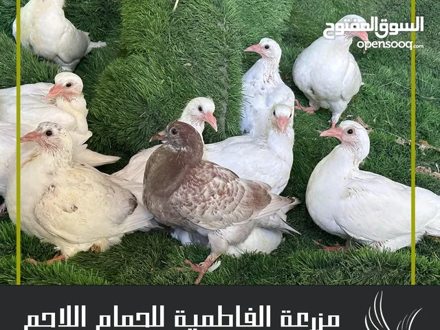للبيع 6 اجواز حمام لاحم ورومى للذبح