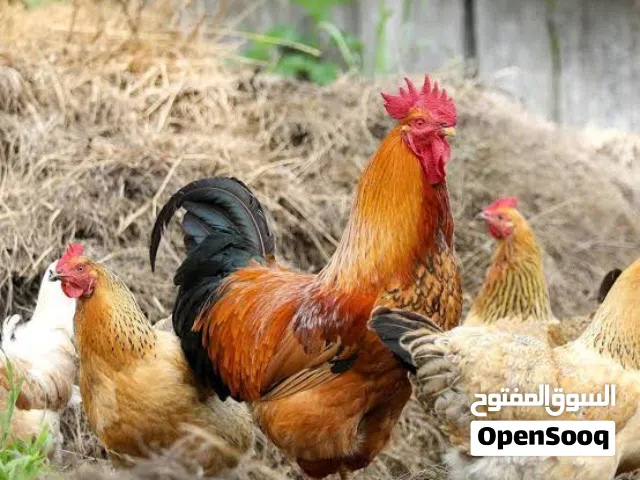 سلام عليكم عندي جرو مالينو البيع ومراوس ابدجاج