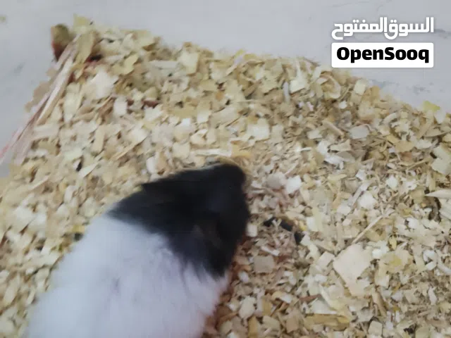 متاح هامستر