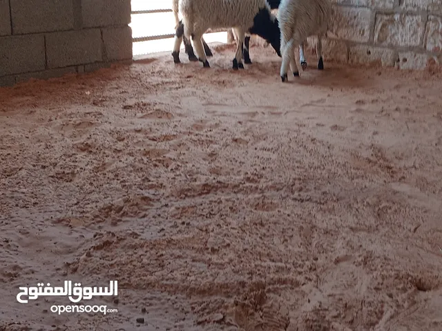 نعجة ثومية تحتها خروف وفطيمة