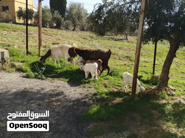 عنزين كفاله وحده معها توم والبيضه مع سخله