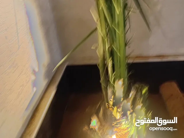 نخل للبيع اخلاص نخيل فرواخ نخل جثايث نخل نقايل اخلاص برحي سكري هلالي سلج كل الانواع متوافرة لدينا