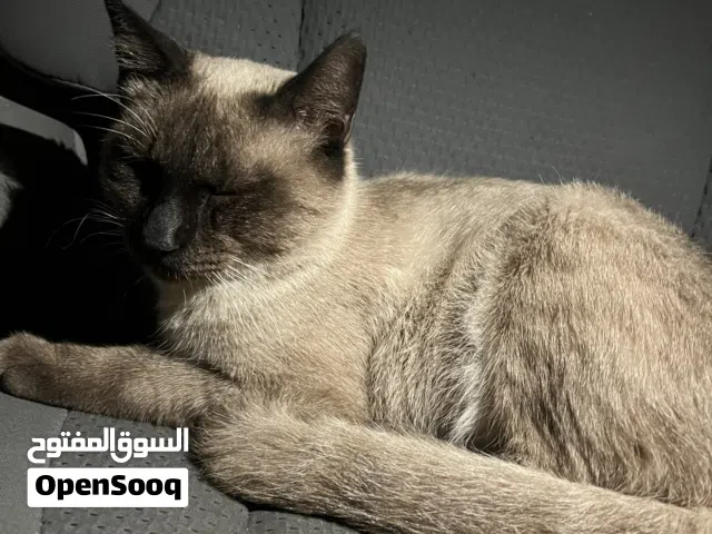 قطوسة للبيع