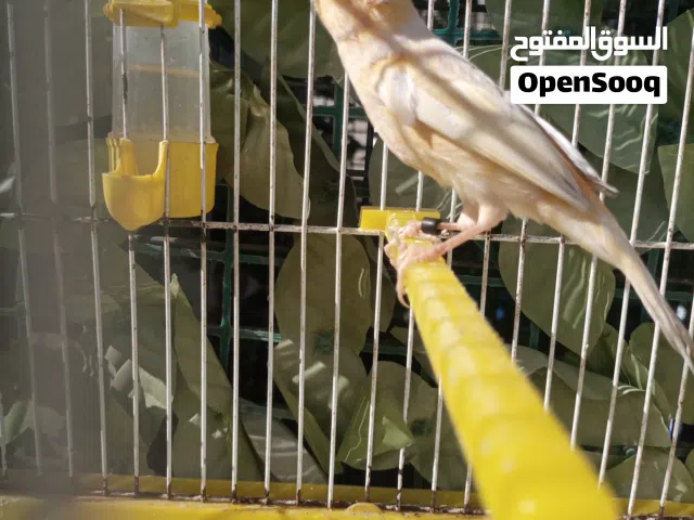 متاح. طيره مويزك أو فحل بلدي نار لون نحاسي على زيتي