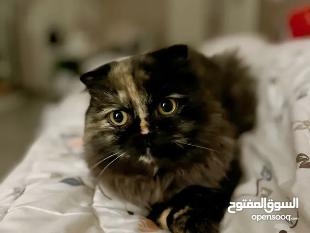 قطه للتبني سكوتش شيرازي