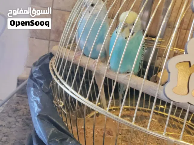 طيور بادجي استرالي ازرق للبيع مع قفصهم الموقع شفا بدران