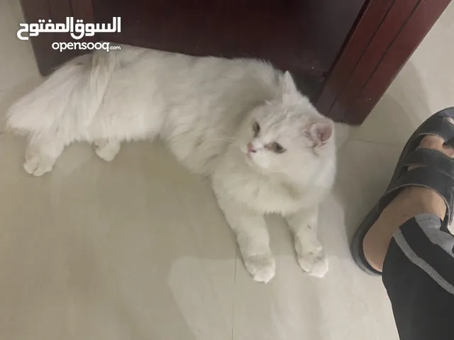 قط جميل مجانا